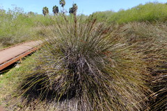 Juncus acutus leopoldii