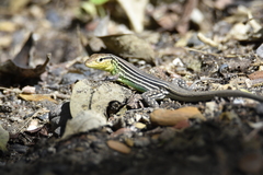 Cnemidophorus gaigei