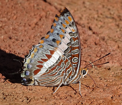 Charaxes saturnus saturnus
