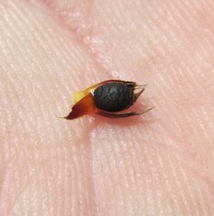 Hypodiscus alboaristatus