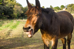 Equus asinus × caballus
