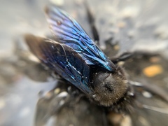 Xylocopa violacea