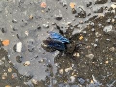Xylocopa violacea