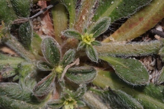 Chorizanthe procumbens