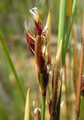Hypodiscus alboaristatus