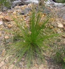 Hypodiscus alboaristatus