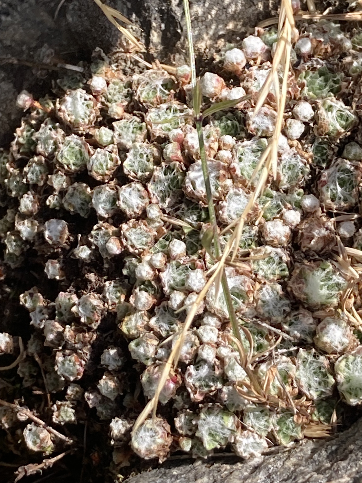 Sempervivum 'Nigrum' 3