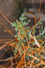 Cuscuta denticulata
