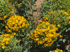 Rafnia globosa