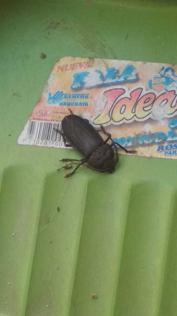 Navosoma luctuosum