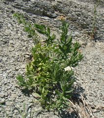 Tournefortia sibirica