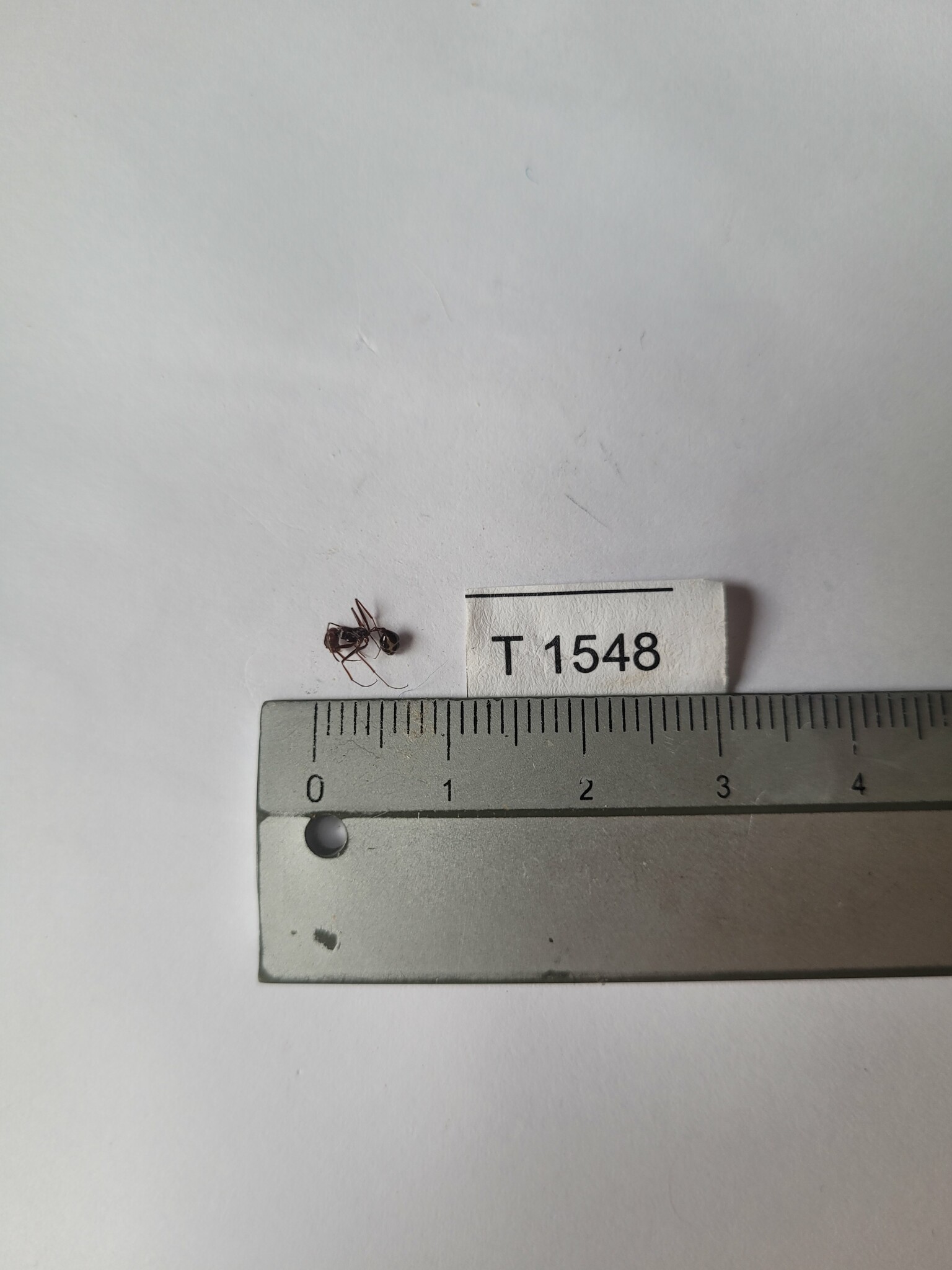 Ocymyrmex nitidulus