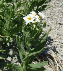 Tournefortia sibirica