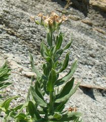 Tournefortia sibirica