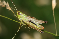 Pseudochorthippus