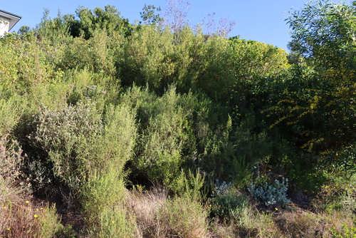 Image of Passerina falcifolia by (c) Tony Rebelo, some rights reserved (CC BY-SA)