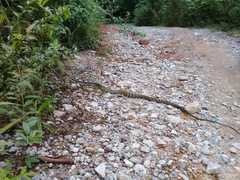 Phrynonax poecilonotus