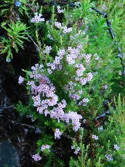 Erica leucantha