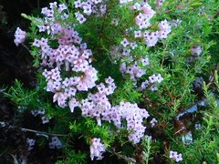 Erica leucantha