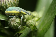 Chlorophanus viridis