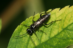 Pachyprotasis rapae