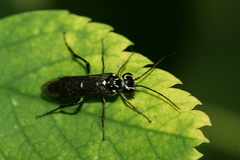 Pachyprotasis rapae