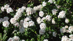 Pimelea nivea
