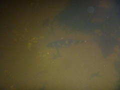 Latridopsis ciliaris