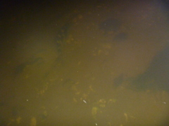 Latridopsis ciliaris