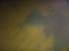 Latridopsis ciliaris