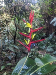 Heliconia subulata, photograph (c) Luis Recalde, some rights reserved (CC BY)