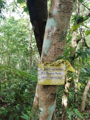 Lacistema aggregatum