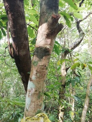 Lacistema aggregatum