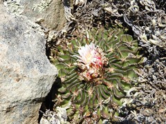 Echinofossulocactus pentacanthus