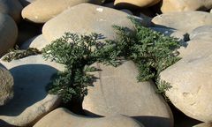 Astrodaucus littoralis