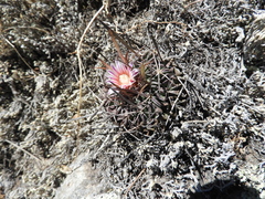 Echinofossulocactus dichroacanthus