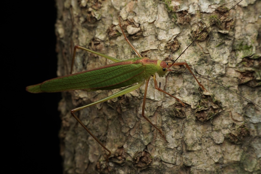 Elimaea fallax