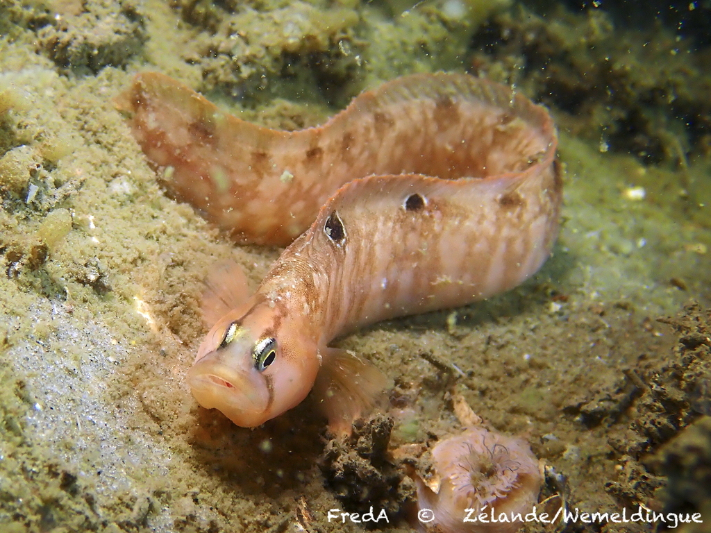 Rock Gunnel (Pholis gunnellus) - Marine Life Identification