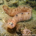 Pholis gunnellus - Photo (c) Frédéric ANDRE, μερικά δικαιώματα διατηρούνται (CC BY-NC), uploaded by Frédéric ANDRE