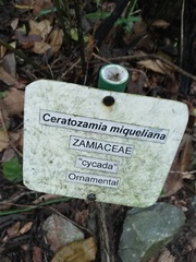 Ceratozamia miqueliana, photograph (c) Carlos Domínguez-Rodríguez, some rights reserved (CC BY)