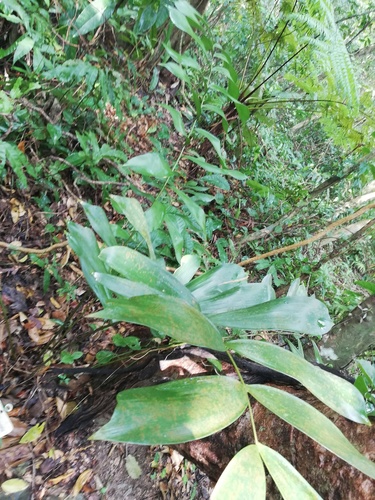 Ceratozamia miqueliana, photograph 4