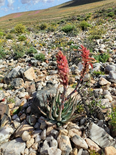 Aloe krapohliana, photograph 5