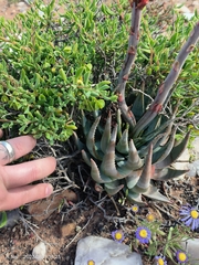 Aloe krapohliana, photograph (c) Ricus Nel, some rights reserved (CC BY)