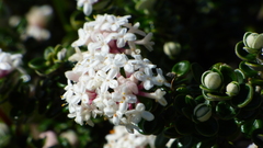 Pimelea nivea
