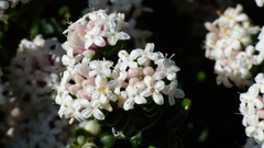 Pimelea nivea