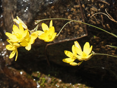Ixia angelae