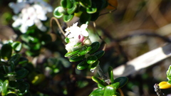 Pimelea nivea