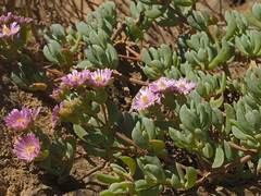 Oscularia cedarbergensis
