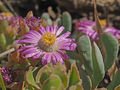 Oscularia cedarbergensis