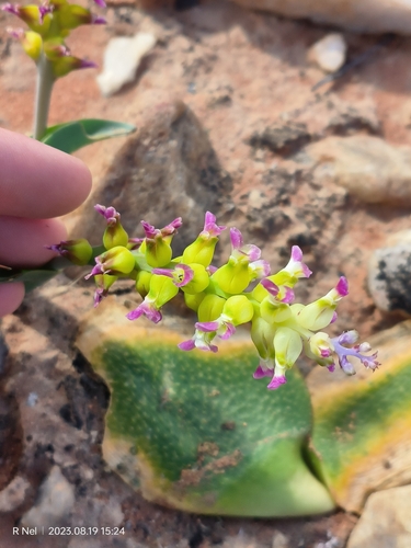 Lachenalia valeriae